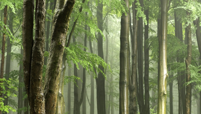 bamboo - plant, the foliage, lush Foliage, tree, summer, gentle light, tree Trunk, forest, banner, leaf, wet, day, the scent of the forest, haze, bamboo