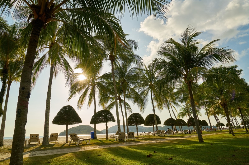 cloud - sky, views of the sea, no people, green, sunset, holidays, composition, wave, palm tree, tranquil scene, background, coconut palm tree, sunrise