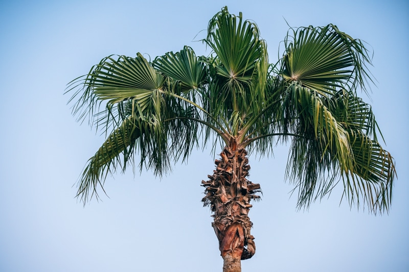 exotic, morocco, directly below, forest, isolated, coconut, photo, bio, one, tree, plant part, daytime, coconut palm tree, no people, beach, white, fruit