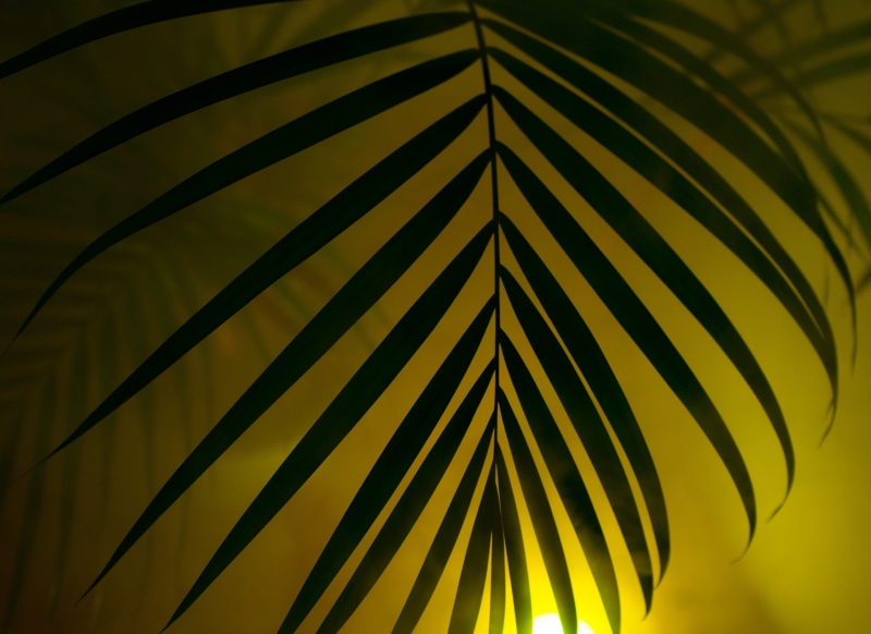 palm leaf, plant, Palm, pattern, colorful, full frame, no people, Hipster, natural pattern, Hip, focus on foreground, party, series image, lighting, leaves