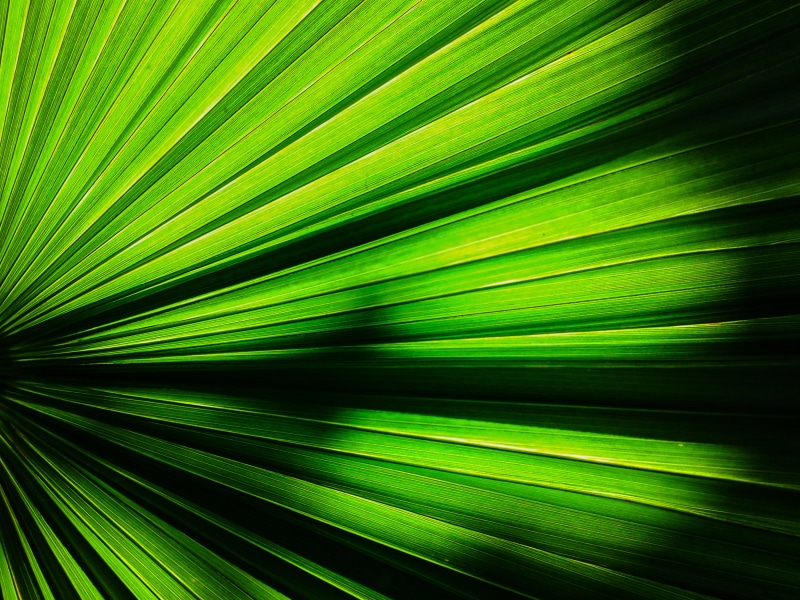 light  art, sunset, world, travel  photography, green, pattern, Saarbrücken, sky  mountain, Germany, lake, city, colorful, portrait, water, green leaf