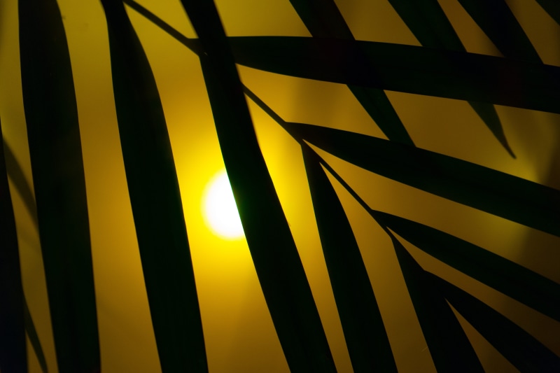 shadow, heat, image series, lighting, summer, Palm, yukka, pattern, Neon Light, artificial, 5K, Art, detail, neon lights, yellow, silhouette, fog, outdoors