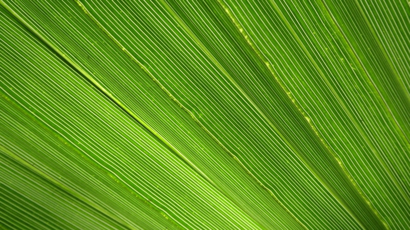 botany, full frame, beauty in nature, growth, no people, tropical Climate, fan shaped, palm leaf, green Color, leaves, close-up, palm, tree, textured, james