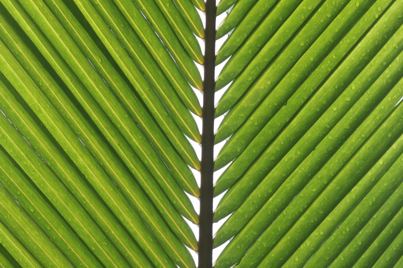 beaded, tree, tropical tree, no people, frond, plant, abstract backgrounds, palm, leaves, drop of water, pattern, full frame, drip, natural pattern, macro