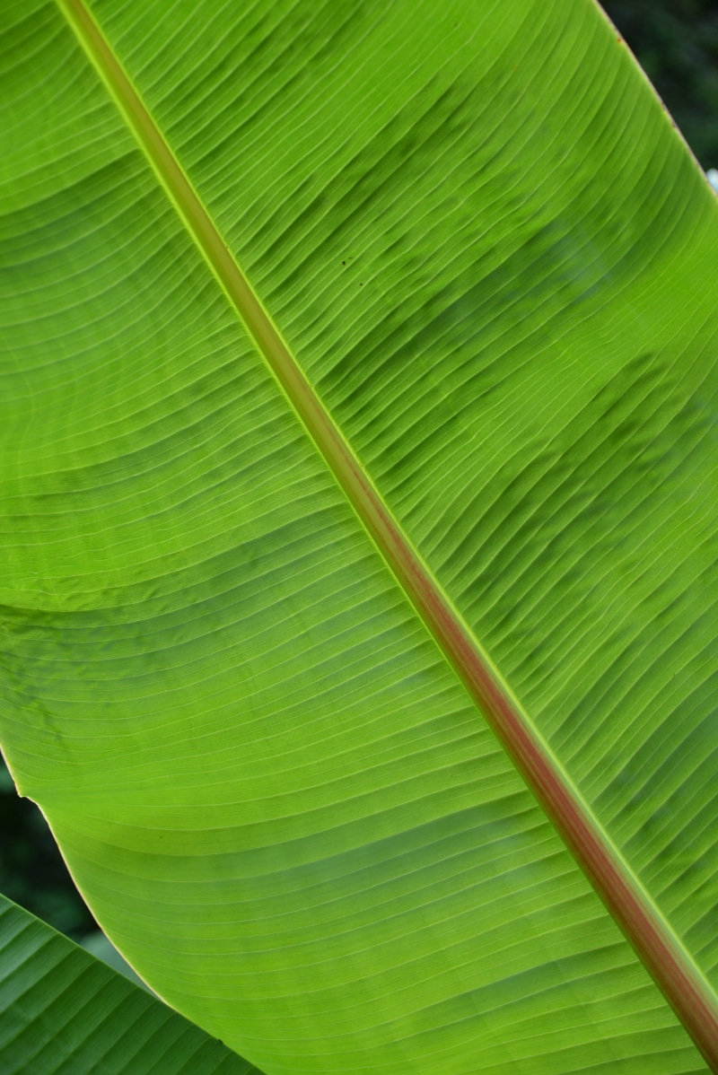 botany, forest, Palm, banana leaf, banana, no people, Leaf, pattern, palm fronds, beauty in nature, green Color, nature, tropical Climate, palm Tree, backgrounds
