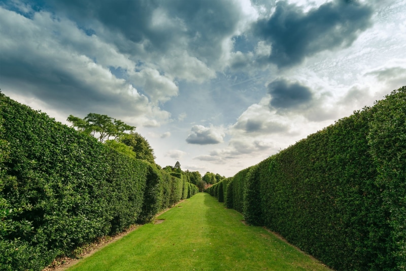 cloud - sky, park, splendid, cloud, 1080P, rural scene, plant, collection, tranquil scene, cloudy, farm, outdoors, british, bright, Background, field