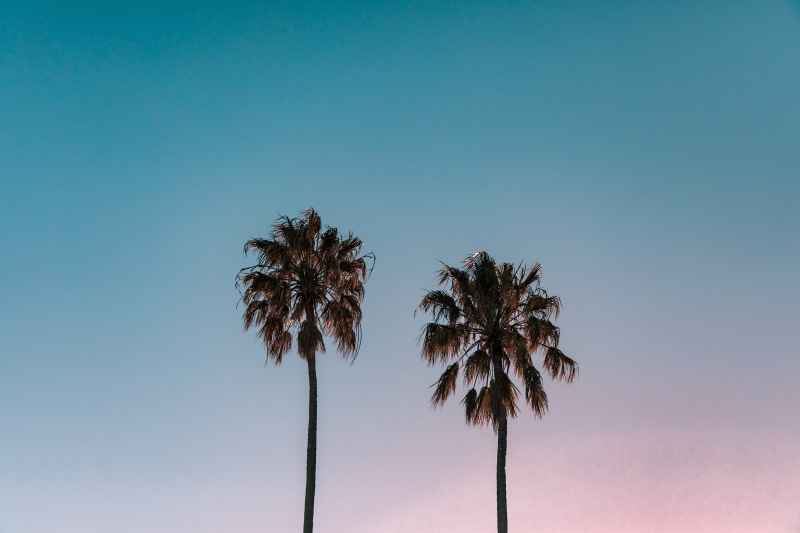 palm tree, plant, sky, nature, tropical tree, tropical, sunset, palm leaf, tree, minimal, pastel, 5K, frond, sydney, copy space, no people, tranquility
