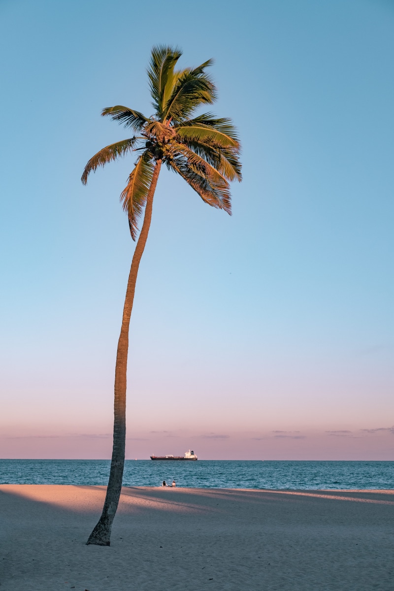 seashore, golden hour, boat, land, horizon over water, palm, scenics - nature, beach, sea, ocean, lone, minimal, palm tree, outdoors, relax, gradient, pastel