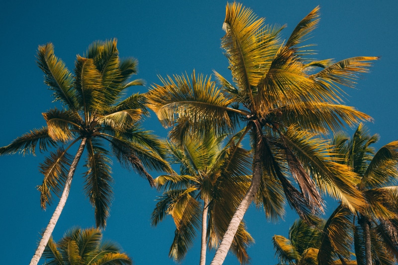 coconut, coconut palm tree, scenics - nature, tree, directly below, island, day, breeze, leaf, 5K, blue, palms, no people, clear sky, tranquility, trees