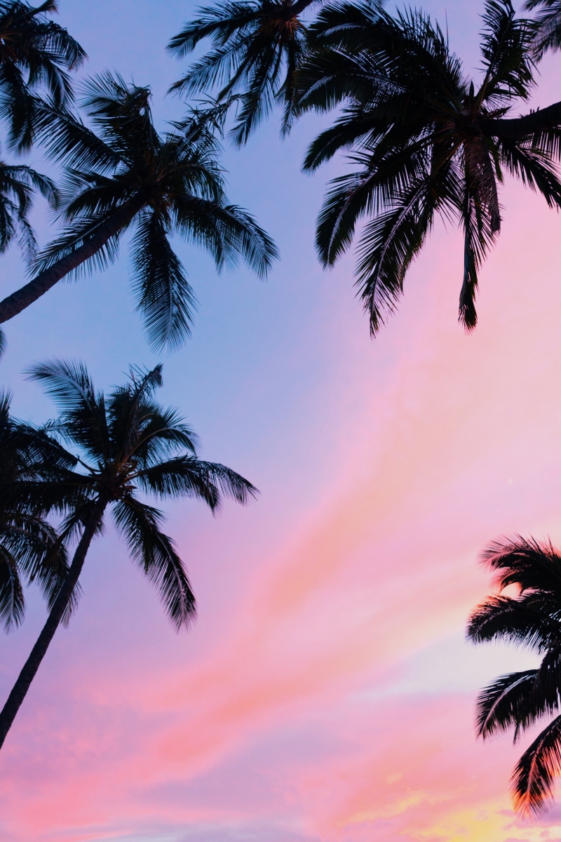pink, nature, palm, cloud - sky, hour, tropical tree, silhouette, coconut, beauty in nature, low, tropical, tranquil scene, plant, tranquility, tropical climate