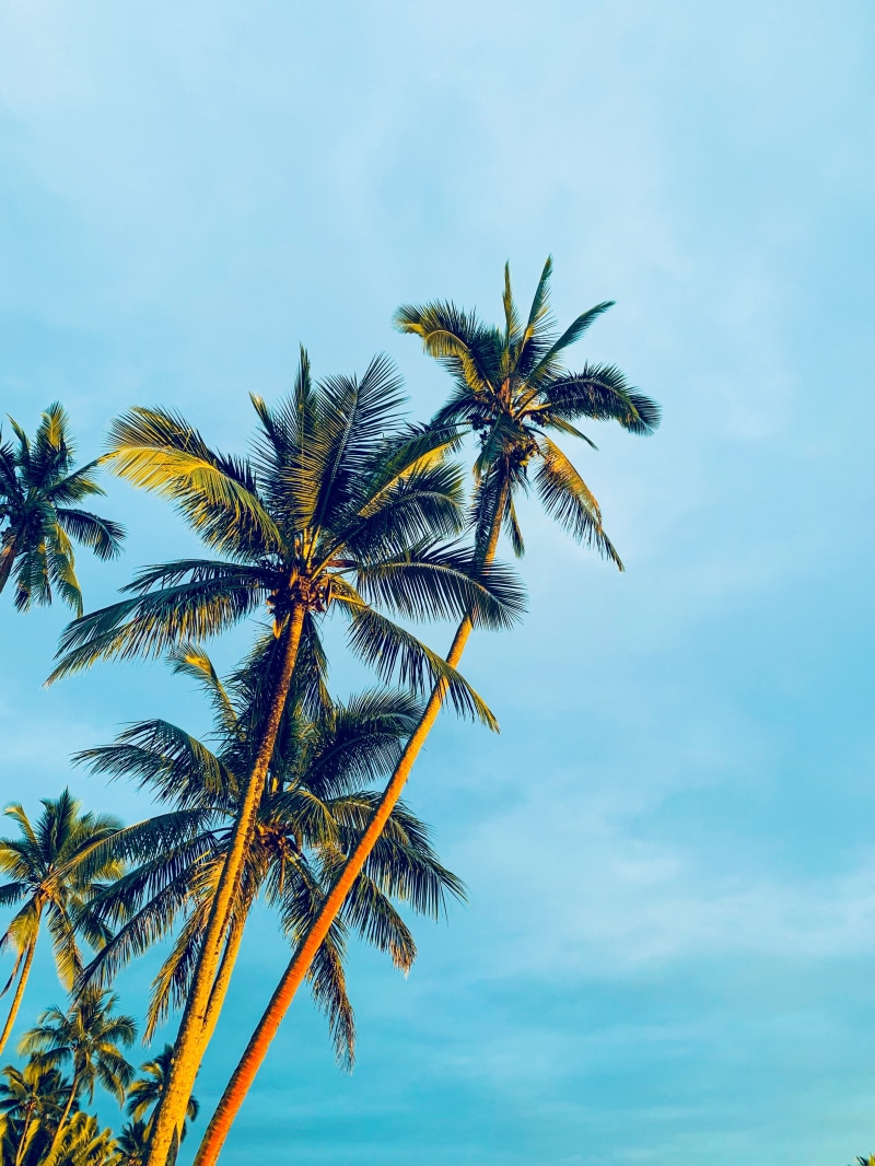 palm, tranquility, nature, light, flare, daytime, outdoors, tropical, cloud - sky, low angle view, sky, summer, trunk, 4K, tropical climate, focus on foreground