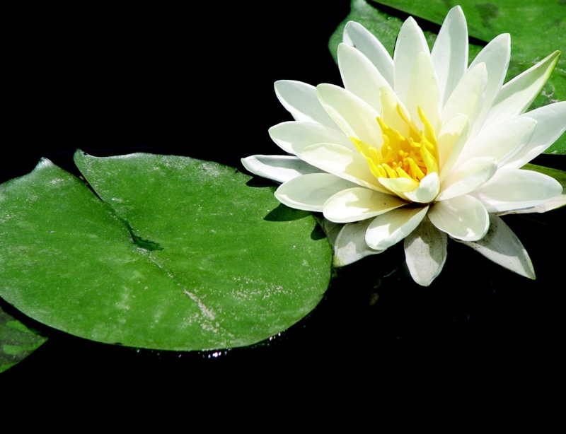 relax, growth, 1080P, freshness, fragility, black background, pond, exercise, body, spiritual, floating on water, petal, purity, plant, zen, wellness