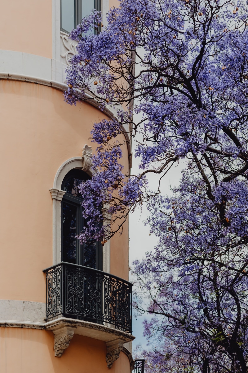 colorful, outdoors, no people, june, building, cityscape, flower, facade, portugal, beauty in nature, buildings, growth, 4K, Europe, architecture, building exterior