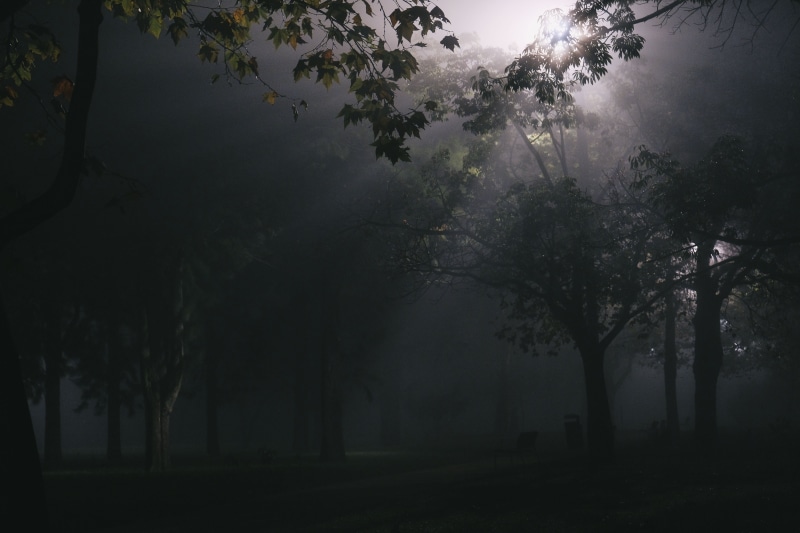 light, environment, walking, fog, trunk, beauty in nature, nature, plant, tranquility, land, Dark, silhouette, hazy, city, garden, forest, growth, outdoors