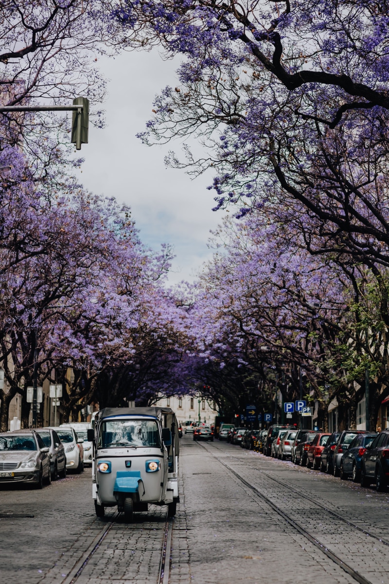 architecture, lisboa, cherry tree, building exterior, road, street, carlos, outdoors, mode of transportation, land vehicle, blooming, portugal, avenida