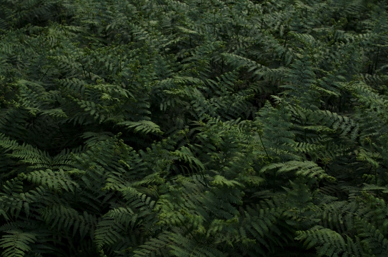 woodland, growth, fern, plant part, 4K, no people, day, leaf, bracken, pine woodland, ground, coniferous tree, forest, tree, minimalism, nature, pine tree