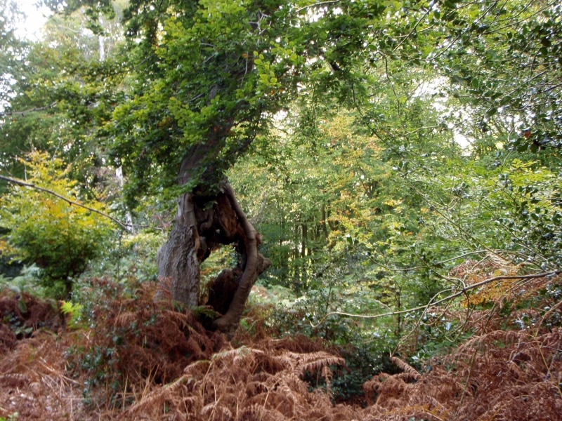 survivor, 3d and abstract, hollow, beech, vetren, 1080P, forest, bracken