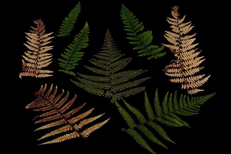 studio shot, night, black background, coniferous tree, close-up, fern, freshness, bracken, plant part, leaves, growth, nature, tree, leaf, design, beauty in nature
