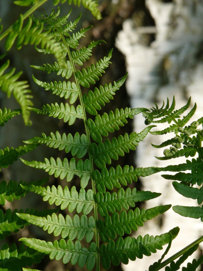 outdoors, growth, green, plant part, 2K, tree, strain, nature, beauty in nature, day, close-up, plant, freshness, green color, tranquility, coniferous tree