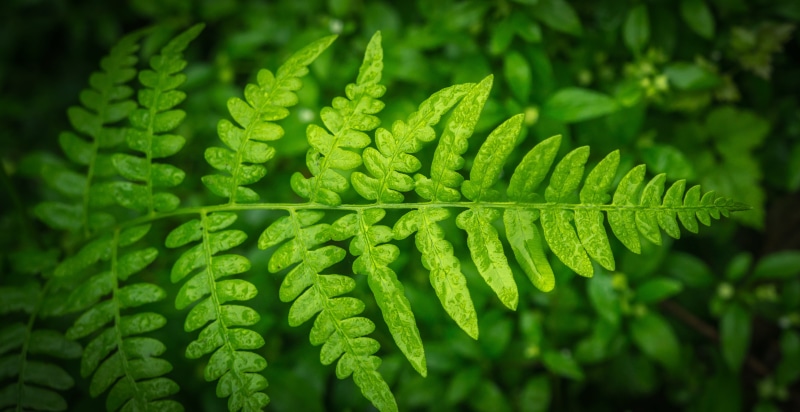 fresh, no people, growth, freshness, botany, plant, forest, 4K, backgrounds, dew, vulnerability, green color, green, leaf, fern, nature, bracken, natural pattern