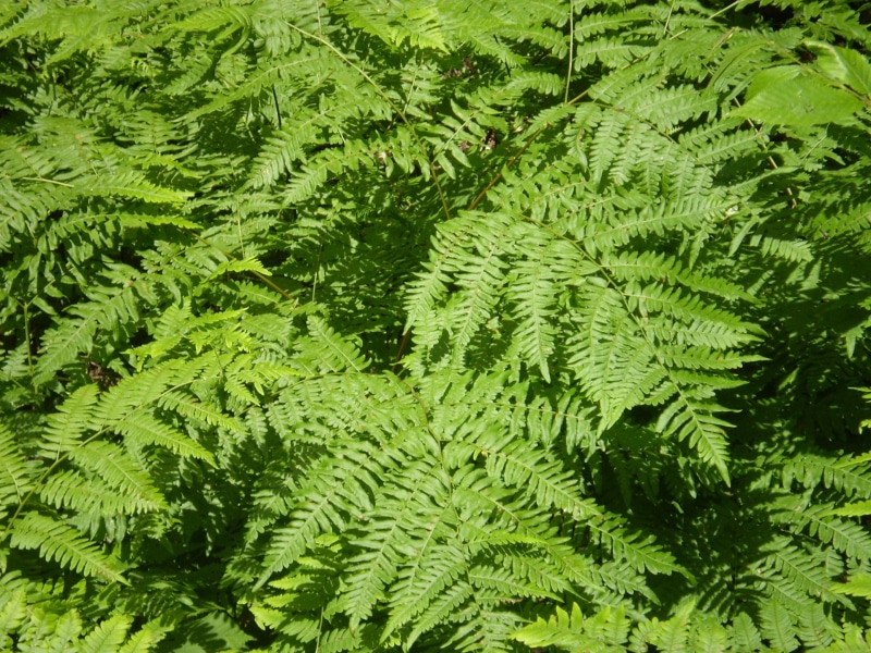 forest, no People, lush foliage, green, close-up, tree, Flora, leaves, plants, colorful, Greens, green Color, day, growth, Greenery, foliage, fronds, outdoors