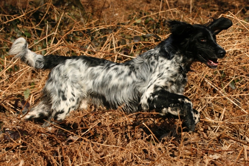 Pet, 1080P, canine, Animal, domestic, hunting, plant, Dog, high angle view, field, Munsterlander, vertebrate, no people, day, pedigree, dry, black, pets