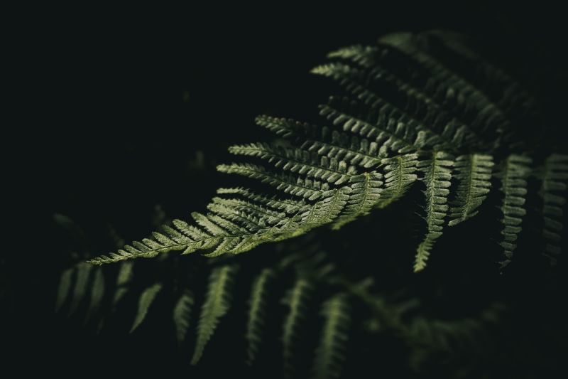 black, beauty In Nature, woodland, nature, green, fern, green Color, background, reflection, plant, textured, canon, dark, 100d, forest, abstract, flower