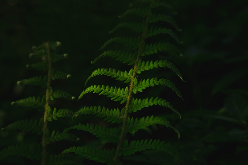 green, beauty In Nature, lush Foliage, forest, black, environment, plant part, tranquility, focus on foreground, print, macro, textile, bracken, green leaf