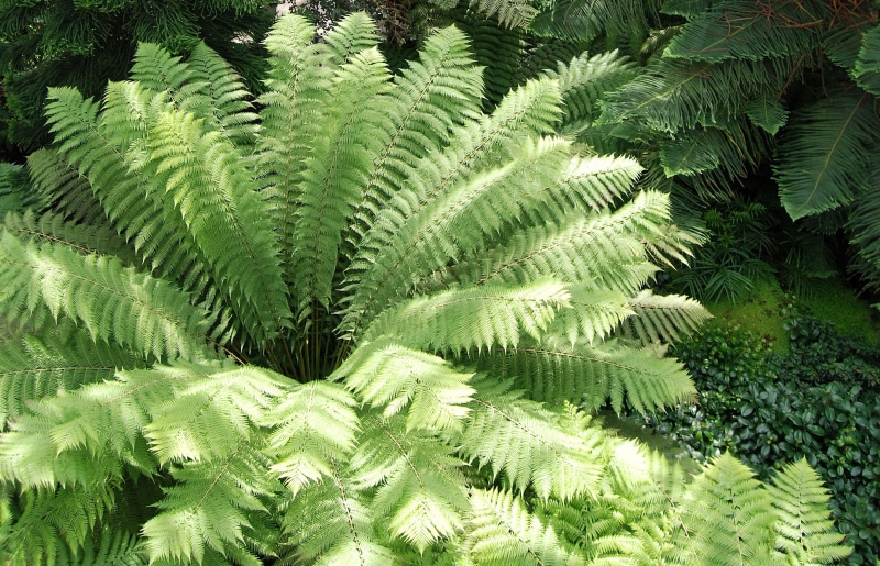 no people, tree, day, palm leaf, foliage, full frame, pine woodland, plant part, green color, pine tree, radiating, palm tree, 2K, fern, tropical climate