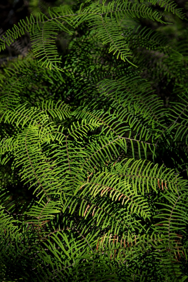 fern, photoholgic, leafed, botany, 4K, leaf, beauty In Nature, freshness, summer, leafe, frond, branch, abstract, no People, tropical Climate, plant, garigal