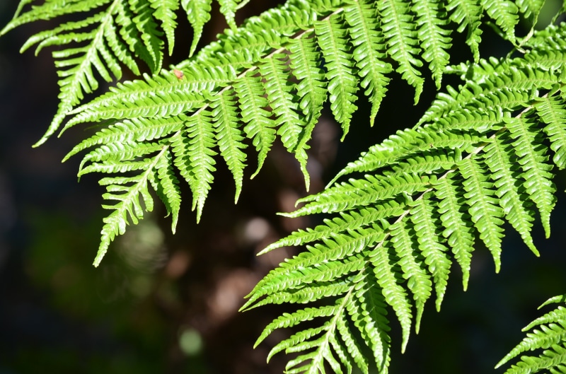 no people, botanical, green color, frond, beauty in nature, close-up, plant, nature, day, outdoors, plant part, green, leaves, sunlight, vulnerability