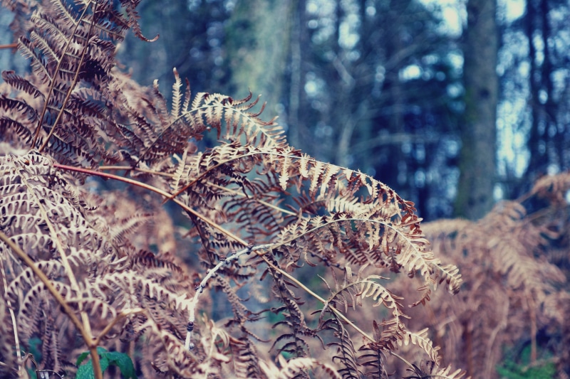pine tree, beauty in nature, bracken, non-urban scene, plant, tranquility, pine woodland, 4K, close-up, coniferous tree, day, tranquil scene, tree, outdoors
