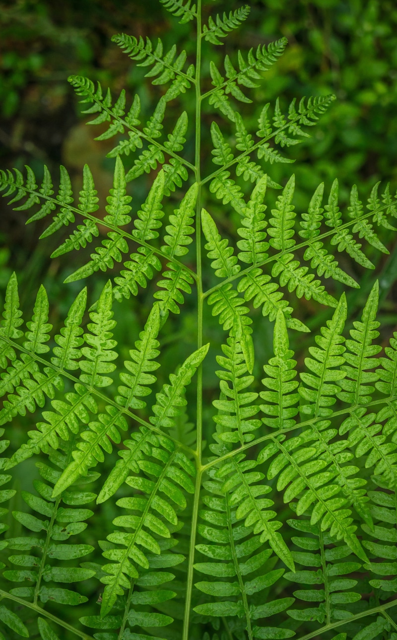 forest, no people, leaves, growth, dew, 4K, outdoors, plants, natural pattern, fern, leaf, fresh, nature, green, summer, green color, plant part, close-up