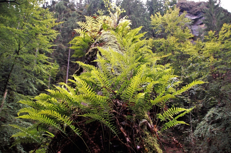 tree, covered tree, day, branch, bracken, growth, forest, plant part, 5K, rainforest, beauty in nature, ferns, valley, tranquil scene, tranquility, plant