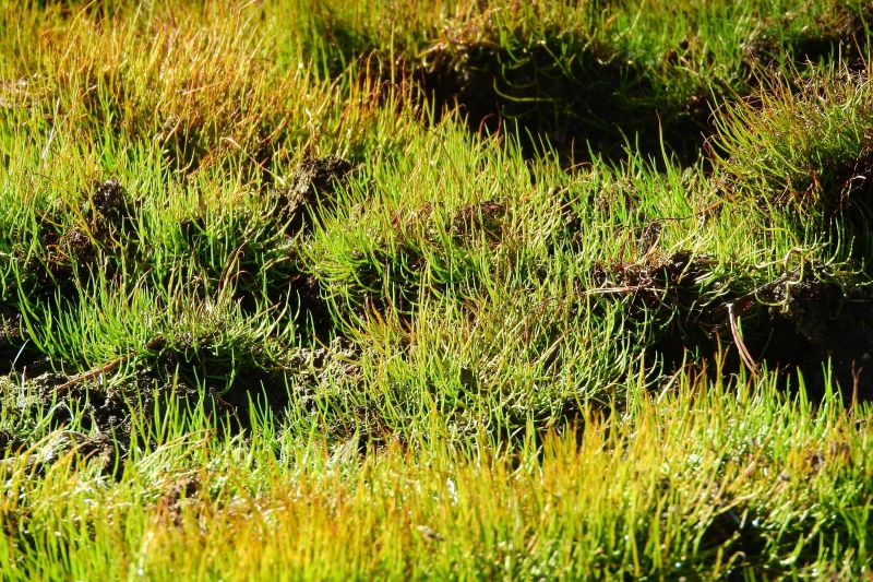 reflection, bracken, plant, fern, sunlight, lake, standing water, water, swamp, rare, backgrounds, green color, field, kulkonosná, no people, land, tranquility