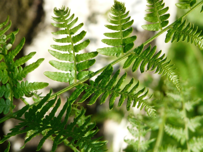 no people, nature, needle - plant part, green color, beauty in nature, strain, branch, bracken, freshness, birch, plant, fern, white, focus on foreground