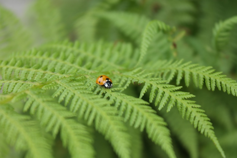 beauty in nature, plant part, close-up, leaf, one animal, green color, 5K, animals in the wild, bracken, ladybug, nature, plant, animal, invertebrate