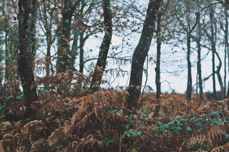 field, outdoors, environment, winter, growth, tranquility, non-urban scene, tree, tree trunk, beauty in nature, country side, forest, woodland, tranquil scene