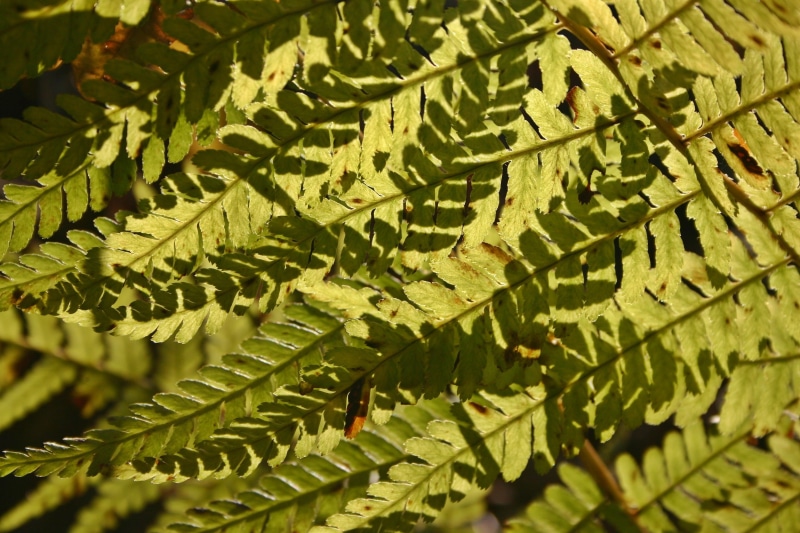 adventure, day, beauty in nature, leaves, macro, Fern, structure, Plant, plant part, Bracken, close-up, full frame, 2K, natural pattern, flora, outdoors