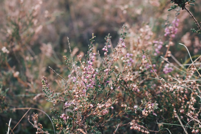 outdoors, heather, fragility, petaled, nature, plant, focus, focus on foreground, wildlife, close-up, selective, vulnerability, blossom, cluster, freshness
