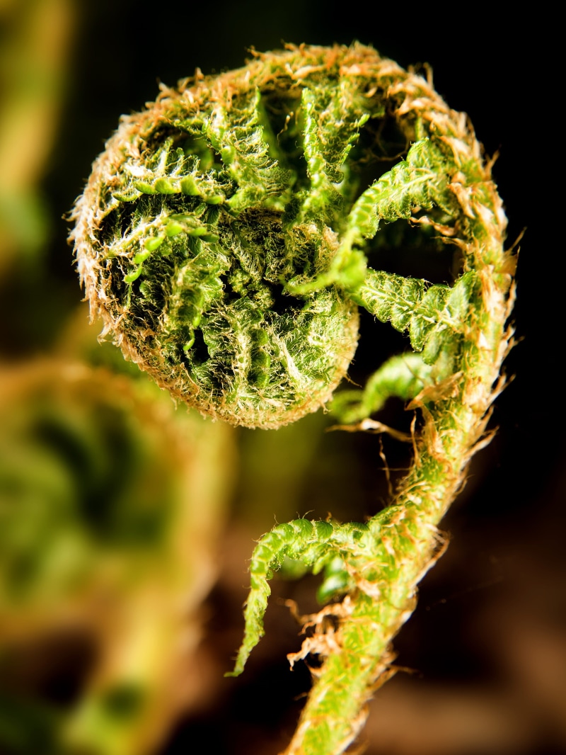 black background, fern, foliage, beauty in nature, no people, nature, forest, green color, close-up, green, flower, day, 2K, fragility, summer, bracken