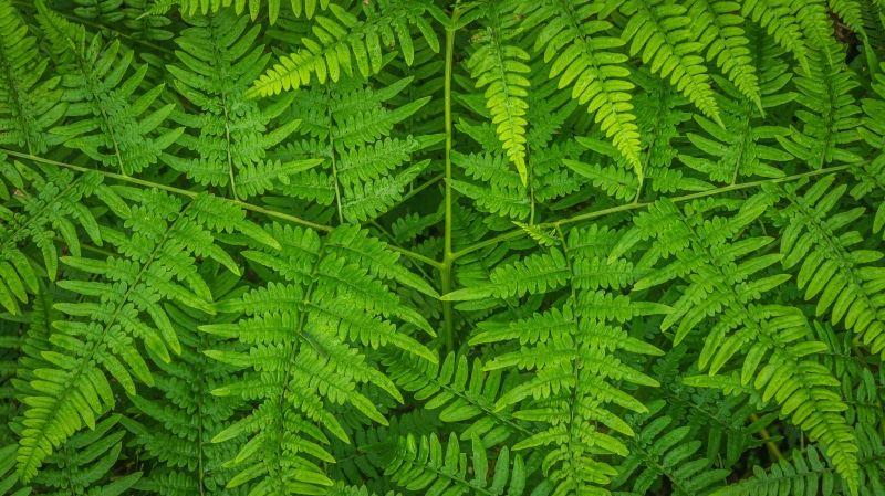 coniferous tree, green color, dew, tree, no people, plants, 4K, forest, day, green, fresh, fern, foliage, close-up, leaf, freshness, lush foliage, bracken