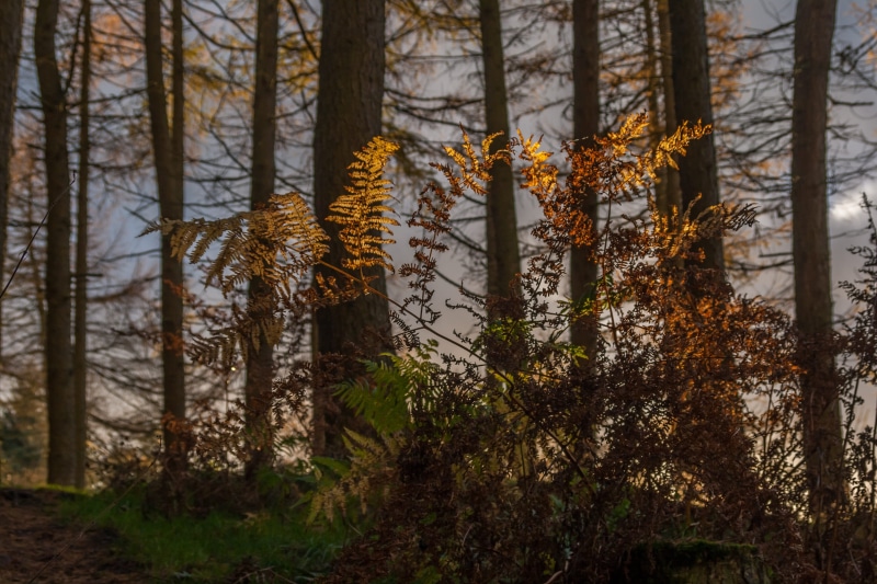 frond, fern, land, beauty in nature, leaf, natural, tree, focus on foreground, woodland, change, growth, leaves, tranquil scene, foliage, wild, pine woodland
