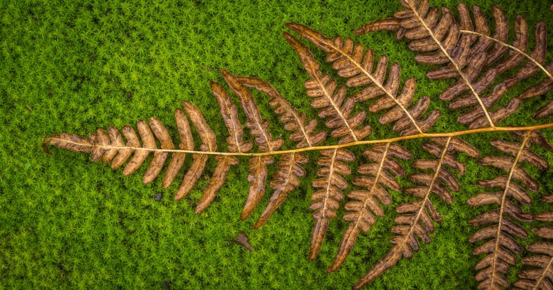 high angle view, rural scene, agriculture, tranquility, nature, bracken, 4K, green, leaf, plantation, growth, scenics - nature, fern, environment, plants