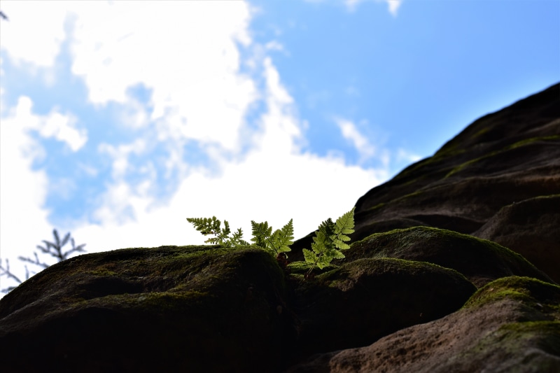 low angle view, the prachovské rocks, plant, day, glow, sun, nature, bracken, mountain, geology, tree, rock, non-urban scene, mountain peak, outdoors, scenics - nature