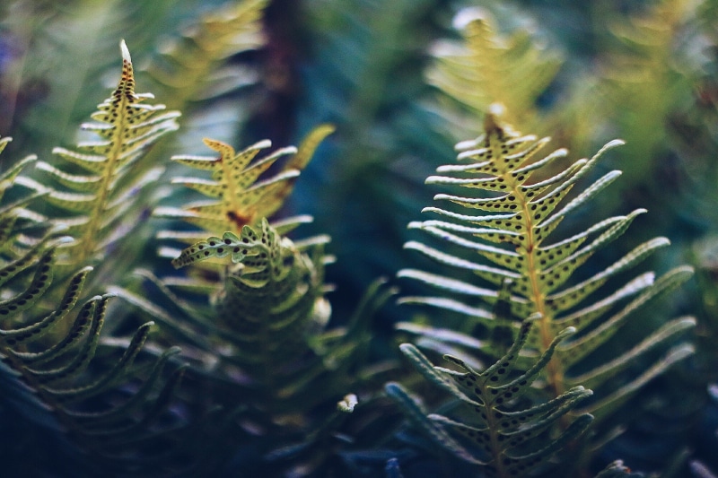 outdoors, coniferous tree, needle - plant part, abstract, tree, zelena, plant part, selective focus, pinaceae, succulent plant, no people, plant, full frame