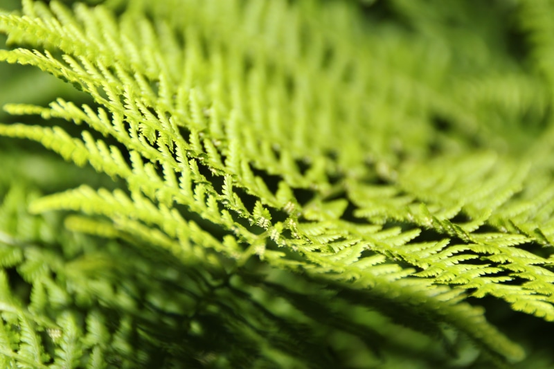 nature, 5K, backgrounds, green, green color, day, textured, detail, beauty in nature, outdoors, full frame, plant part, natural pattern, bracken, forest