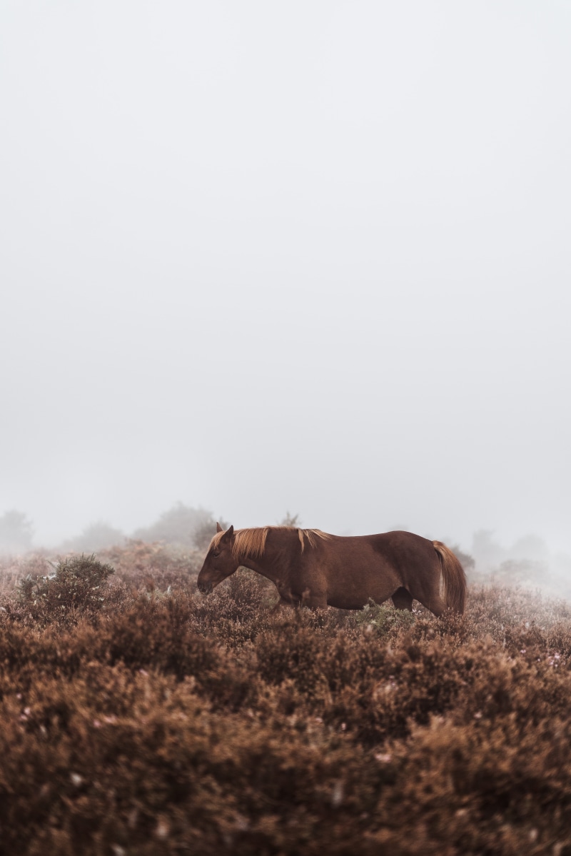 outdoors, mist, tan, horse, grass, summer, mammal, standing, landscape, nature, agriculture, bracken, heather, equine, rural Scene, farm, wild horse, foggy