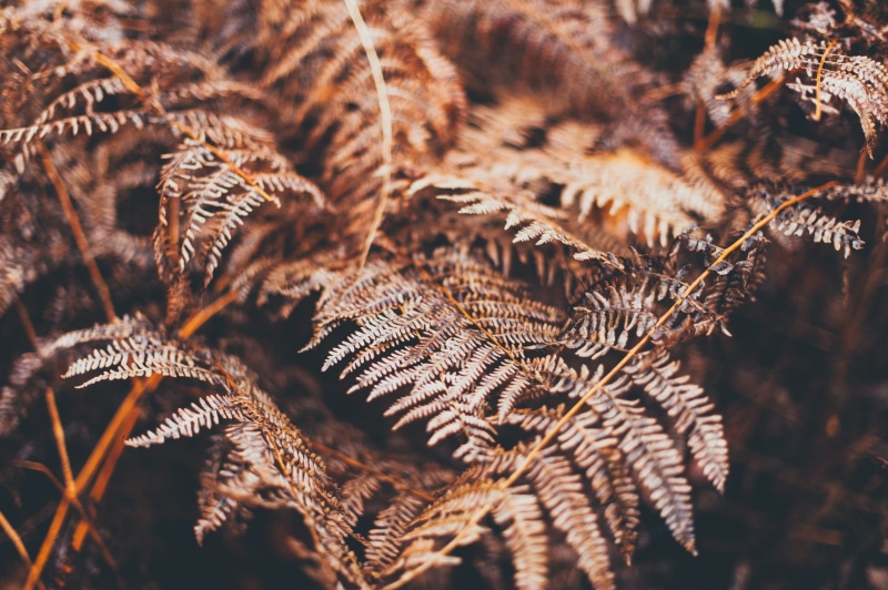 day, plant part, brown, bracken, focus on foreground, wild, tranquility, leaf, nature, growth, 4K, warm, sunlight, dry, fragility, botanical, pattern
