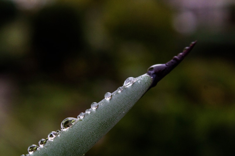 growth, focus on foreground, green color, bracken, droplet, macro, water, purity, wet, water droplet, animal wildlife, tale, nature, drop, green, rainy